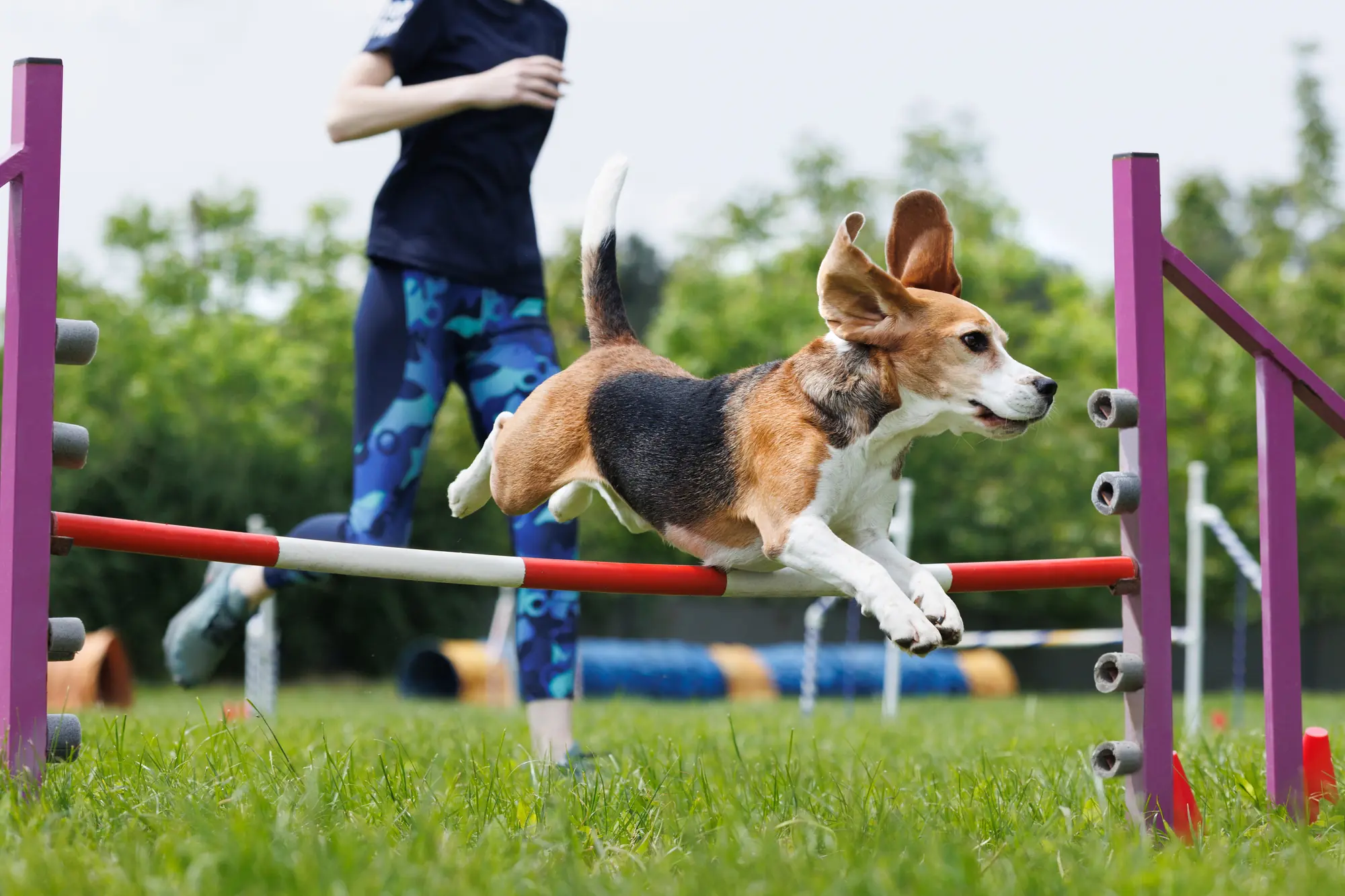 Beagle leaping over an agility jump on grass at Doddy Dog Field